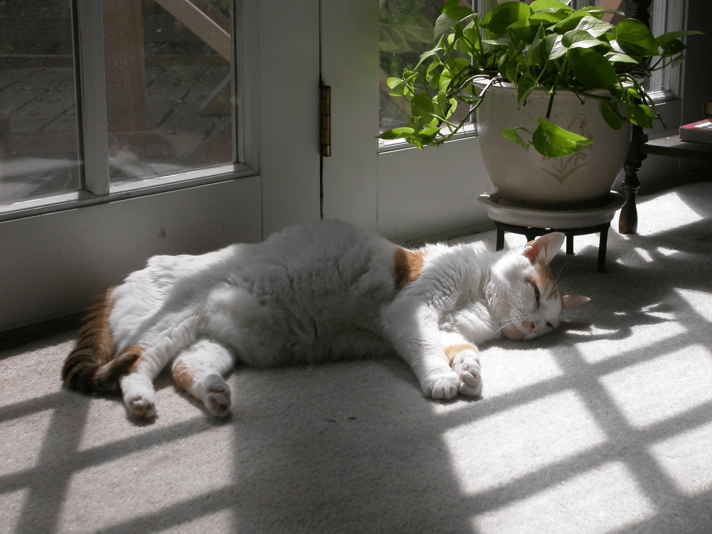 Fatboy Financial Planner Team